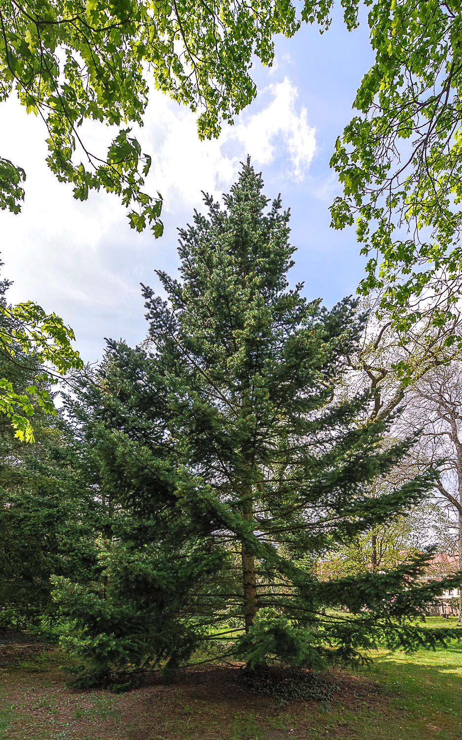 Abies holophylla - Potsdam - Juli 2023