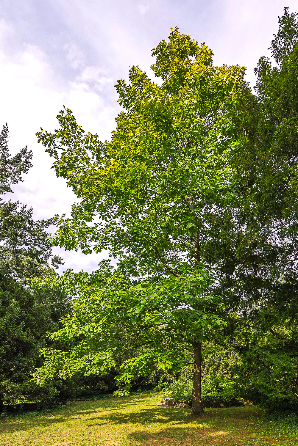'Aurea' Quercus rubra