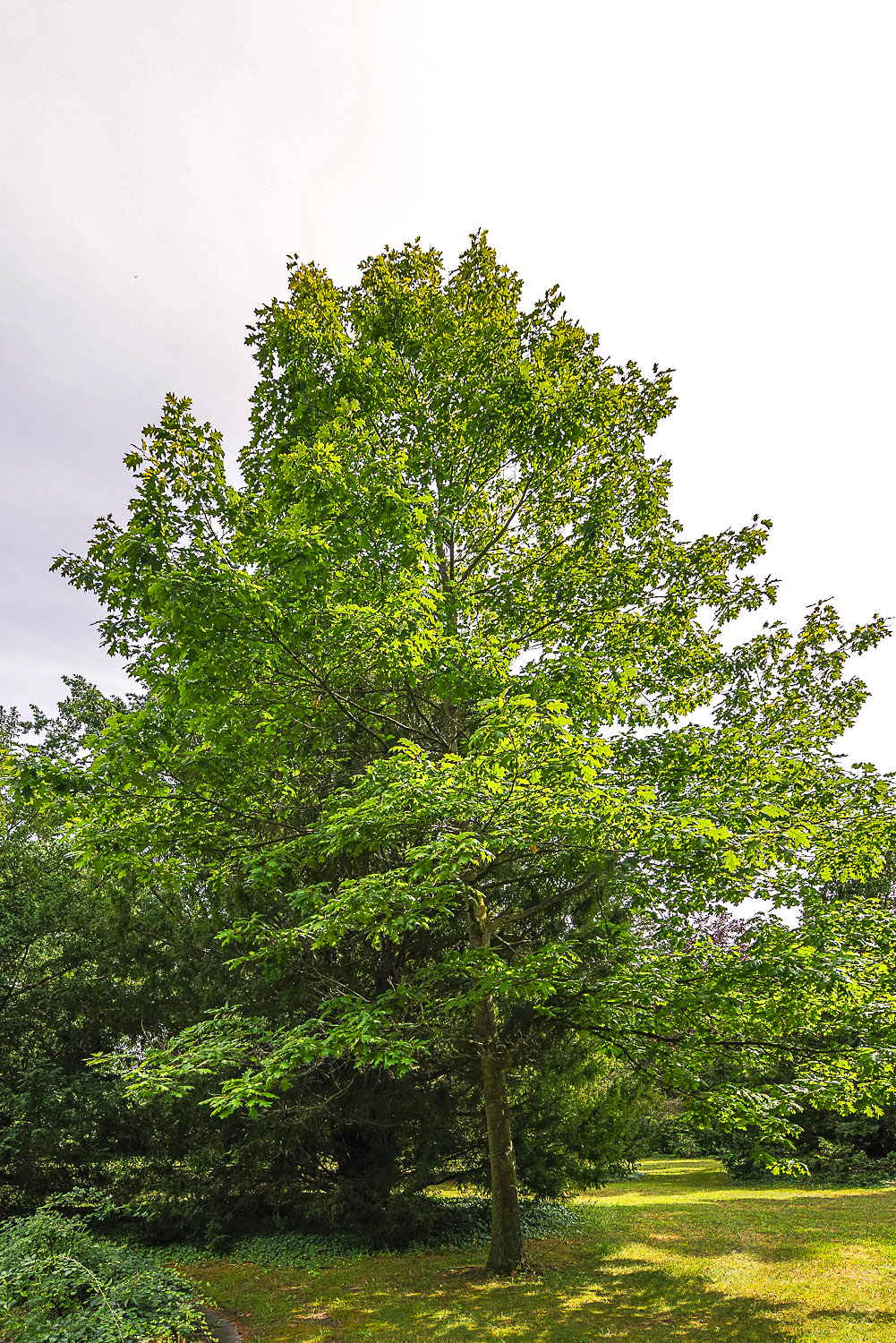 Quercus rubra 'Aurea' - Potsdam - Juli 2023