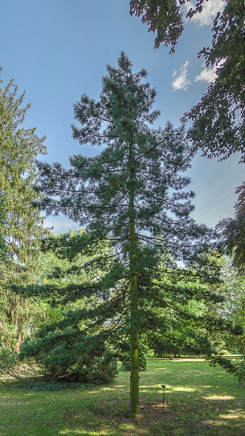 × schwerinii Pinus
