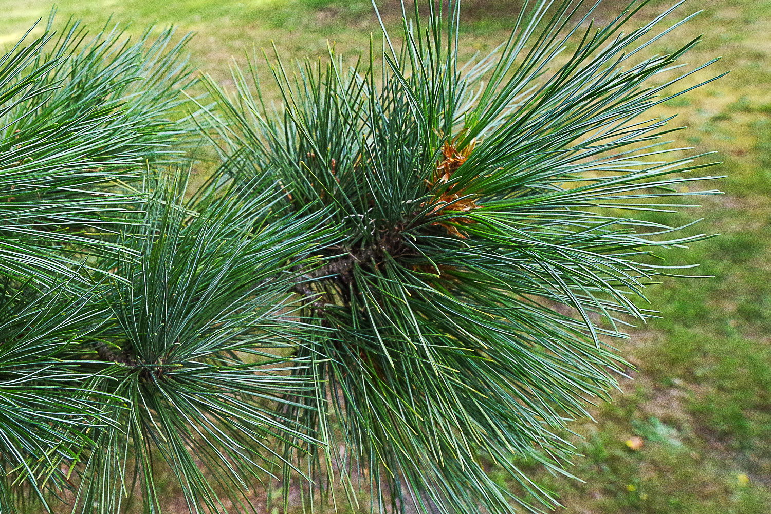 Pinus × schwerinii - Potsdam - Juli 2023