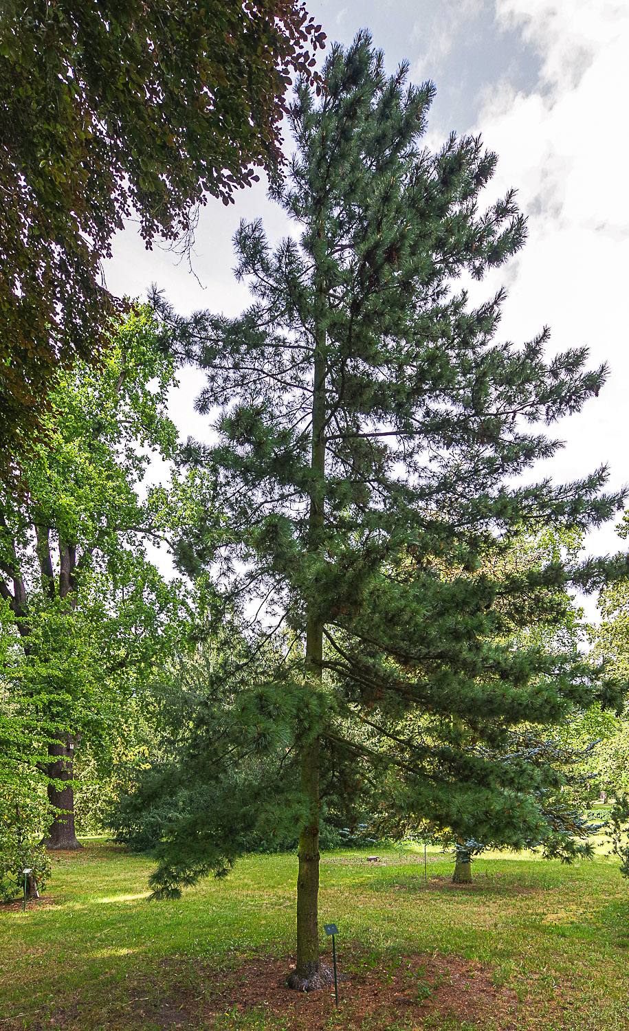 Pinus × schwerinii - Potsdam - Juli 2023