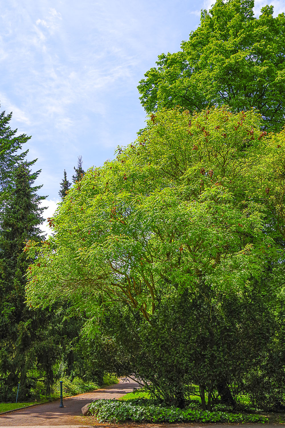 Koelreuteris paniculata - Potsdam - Mai 2021