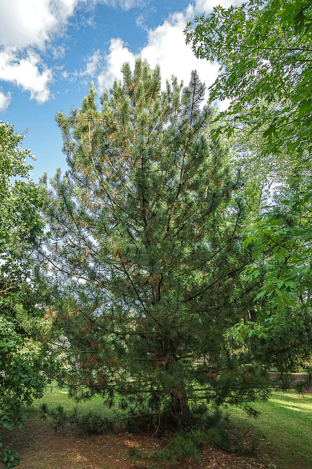 heldreichii Pinus