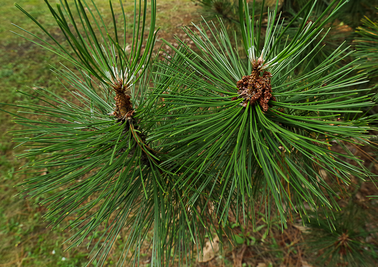 Pinus heldreichii - Potsdam - Juli 2023