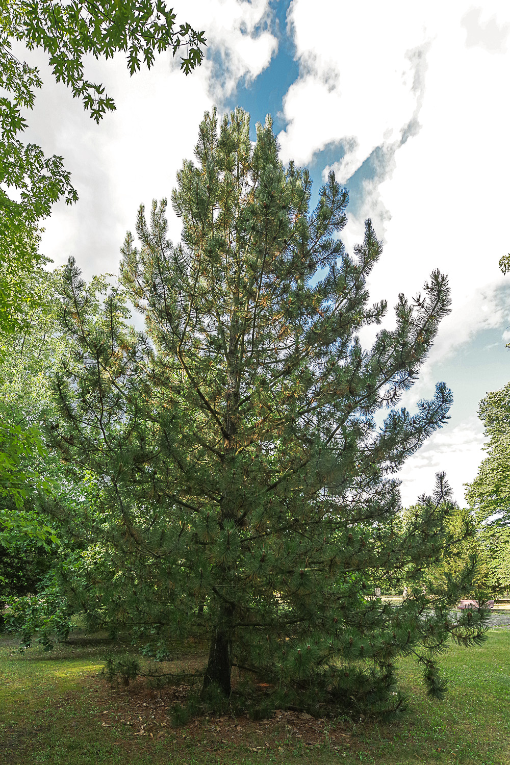 Pinus heldreichii - Potsdam - Juli 2023