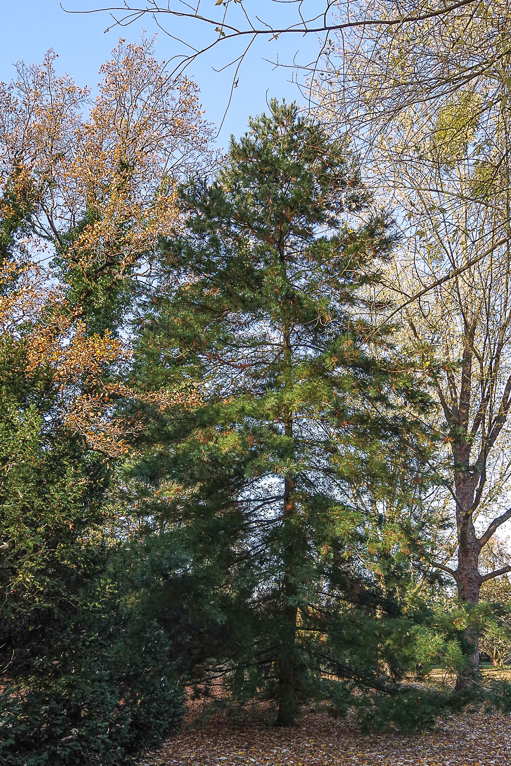 armandii Pinus