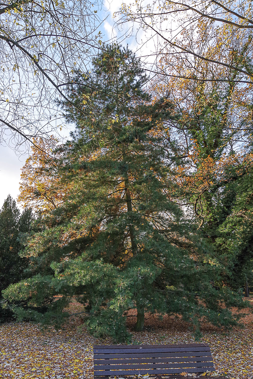 Pinus armandii - Potsdam - Nov. 2020