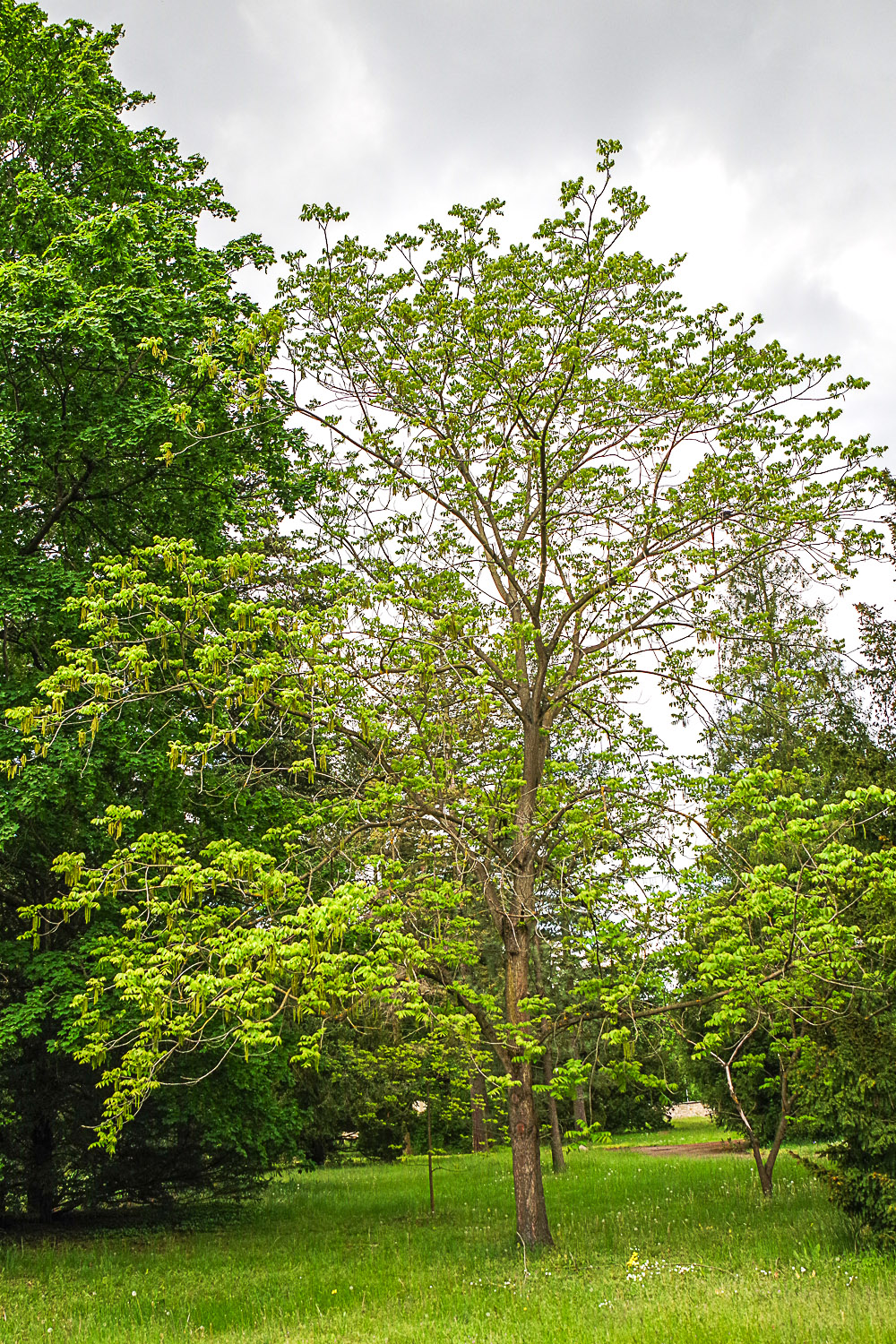 Juglans mandshurica