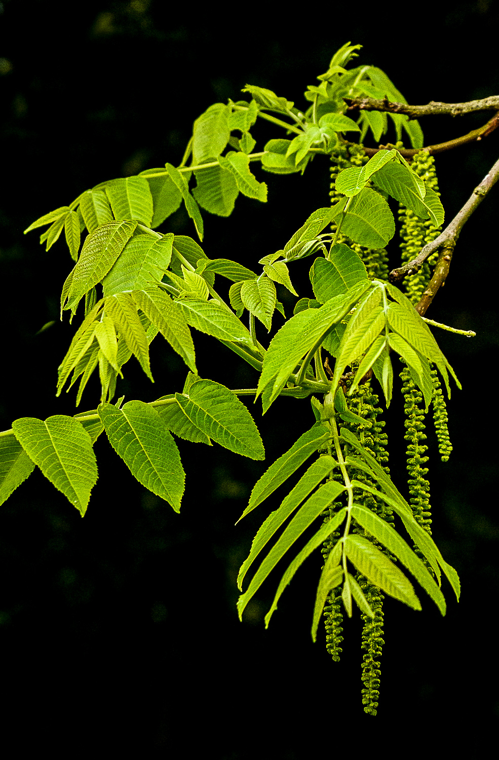 Juglans mandschurica - Potsdam - Mai 2021
