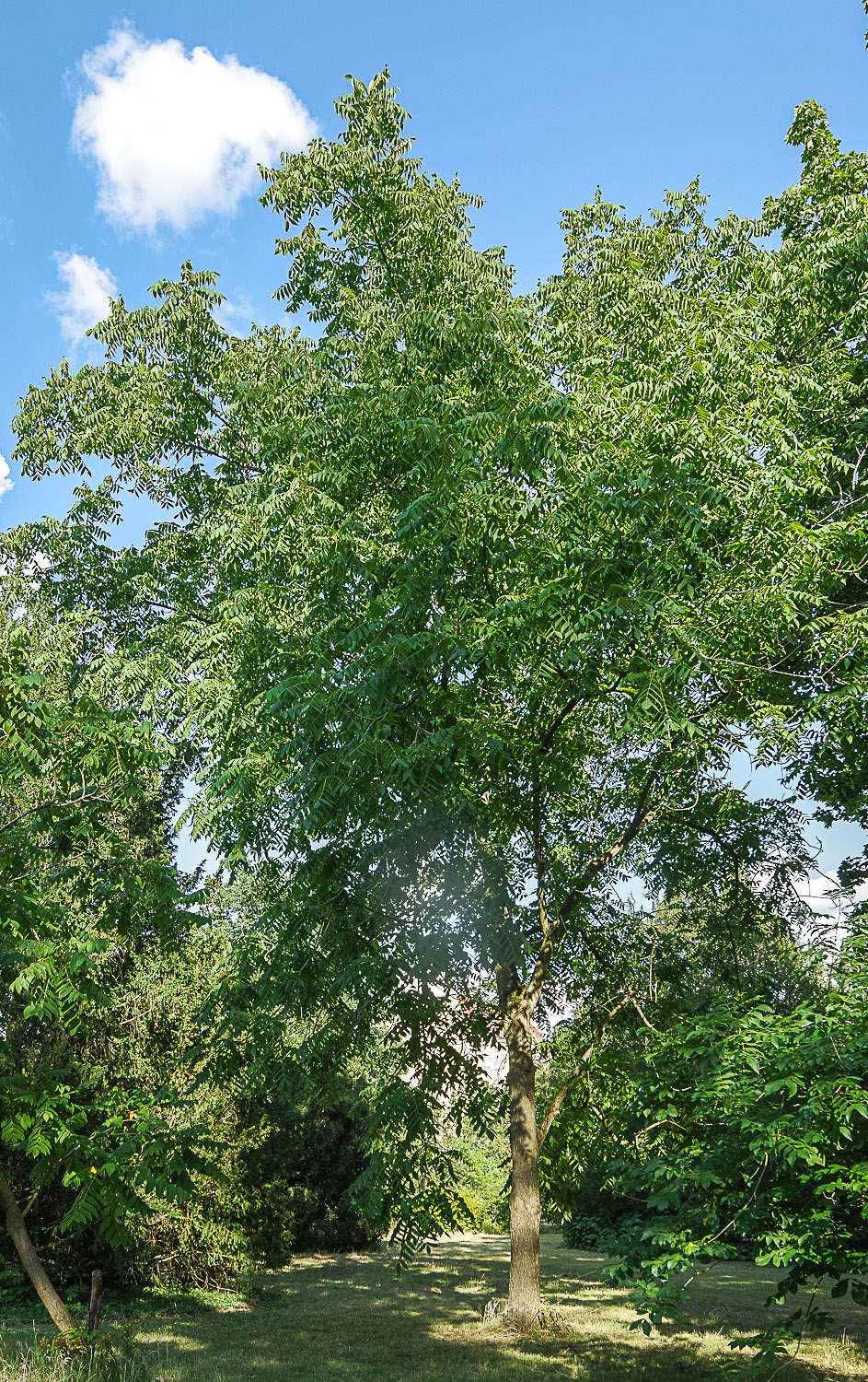 Juglans mandschurica - Potsdam - Mai 2021