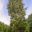 10626