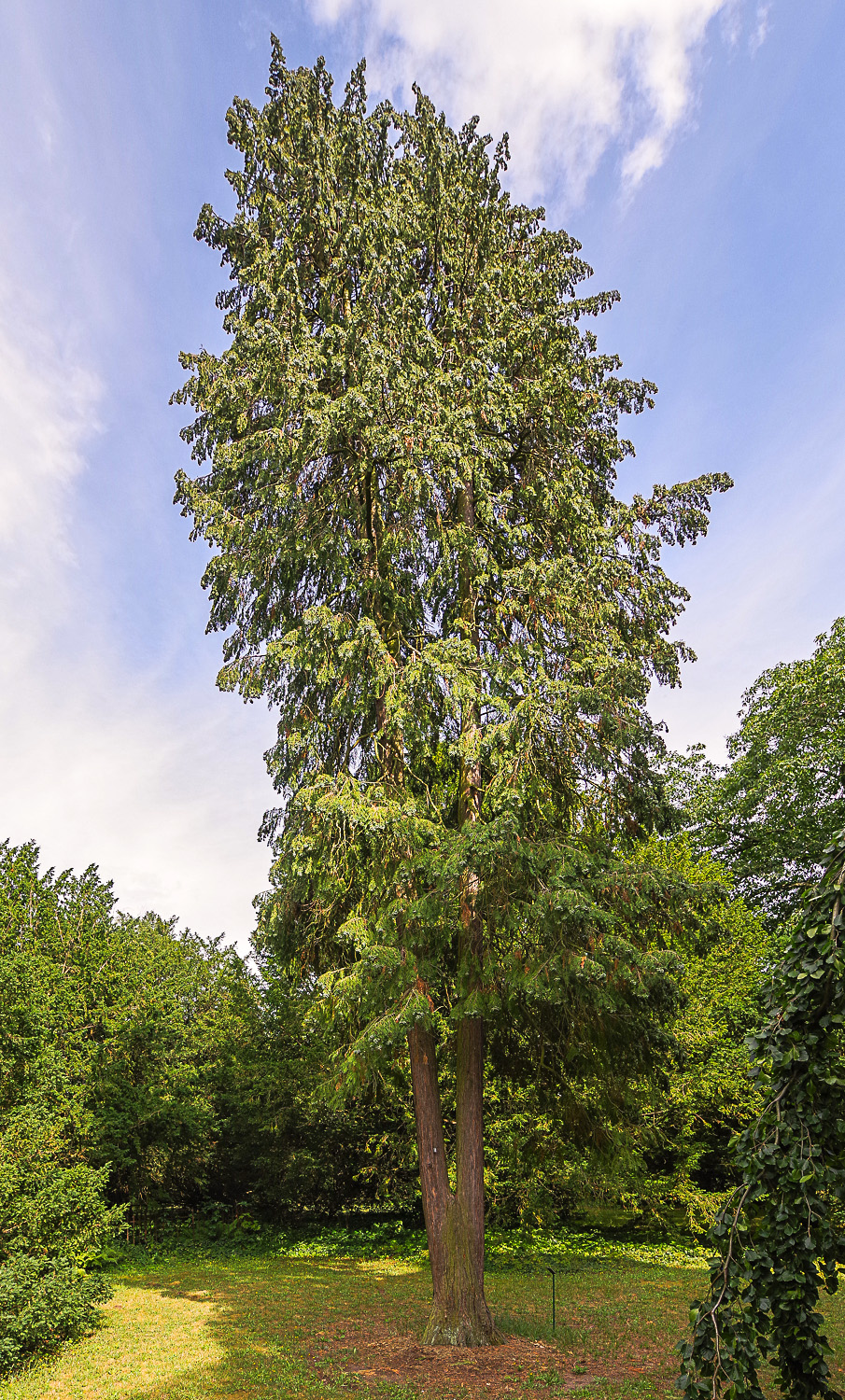 Chamaecyparis obtusa