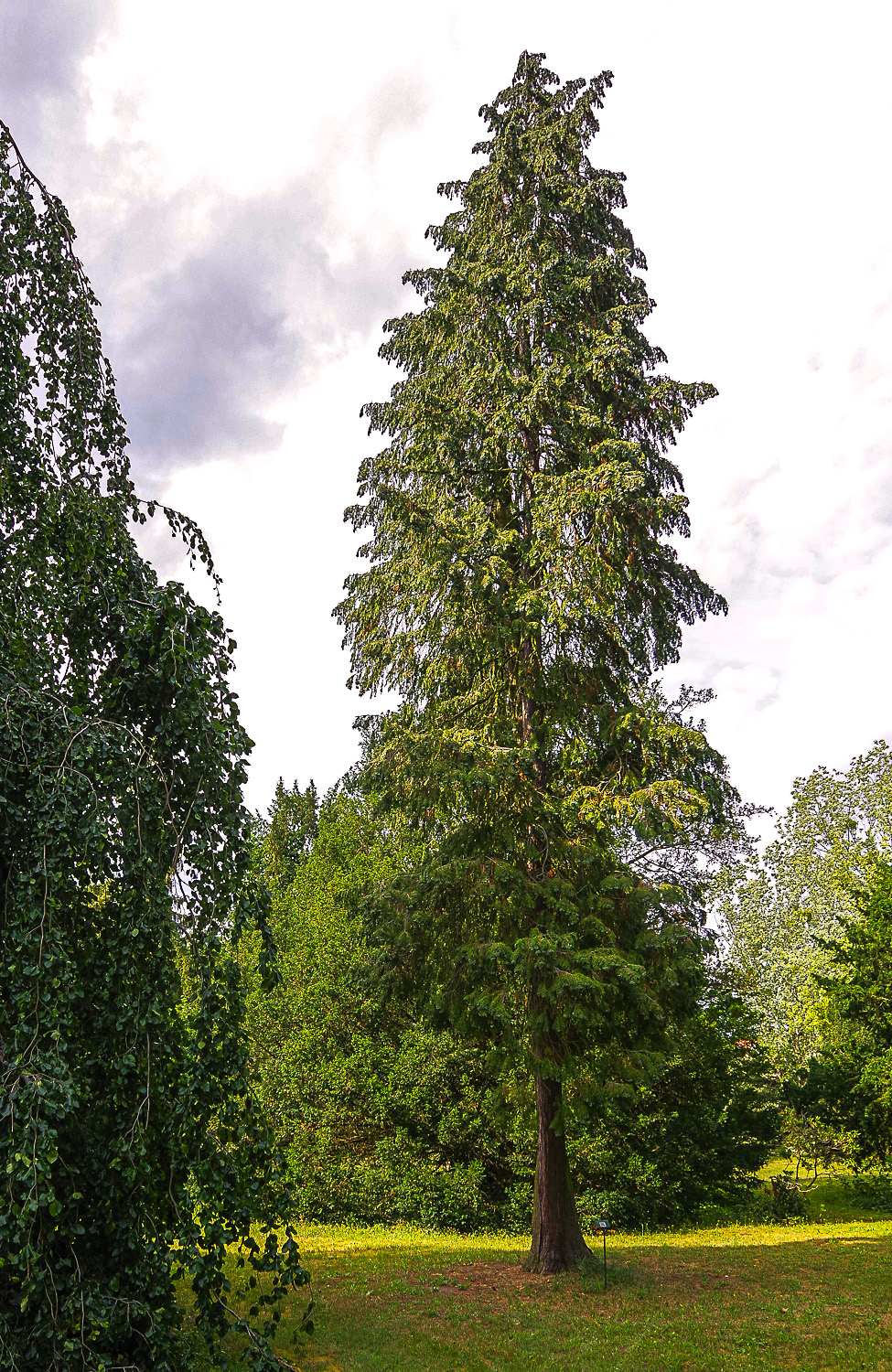 Chamaecyparis obtusa - Potsdam - Juli 2023