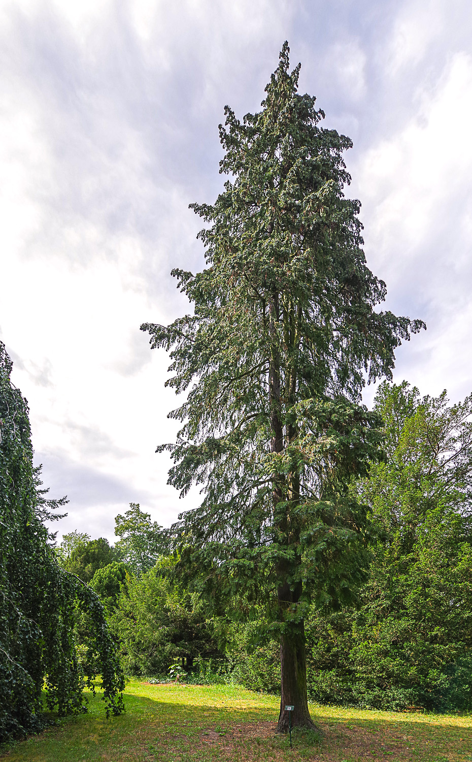 Chamaecyparis obtusa - Potsdam - Juli 2023