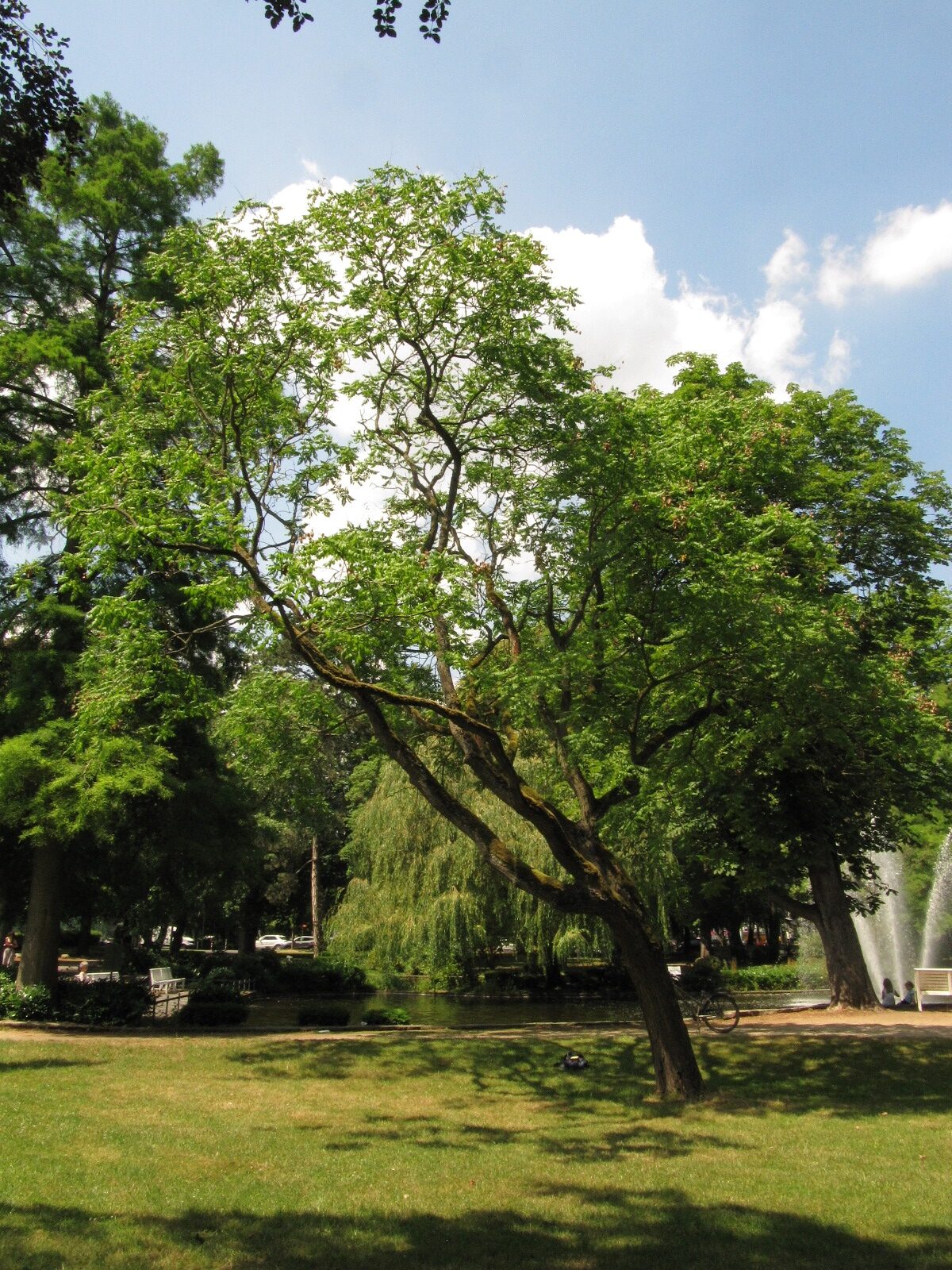 Koelreuteria paniculata
