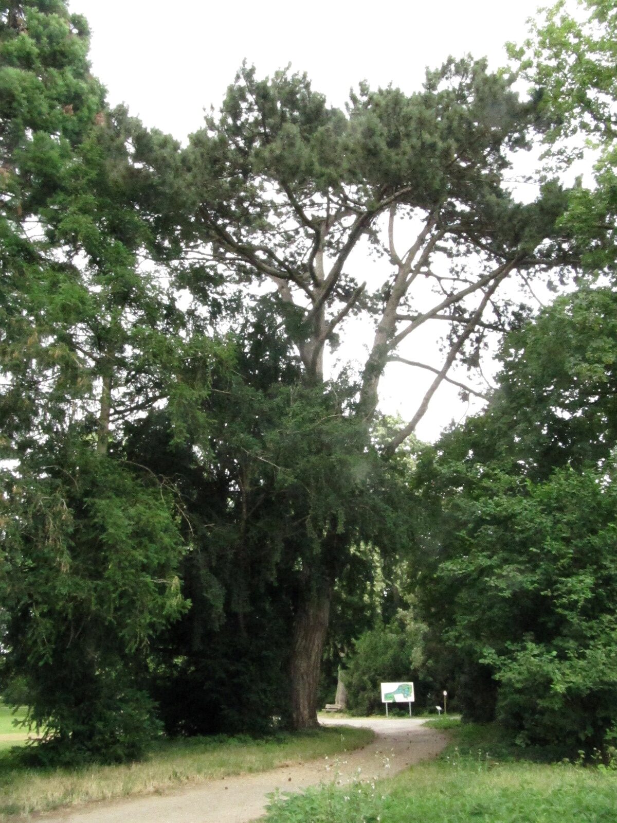 Pinus nigra - Paffendorf - Juni 2023