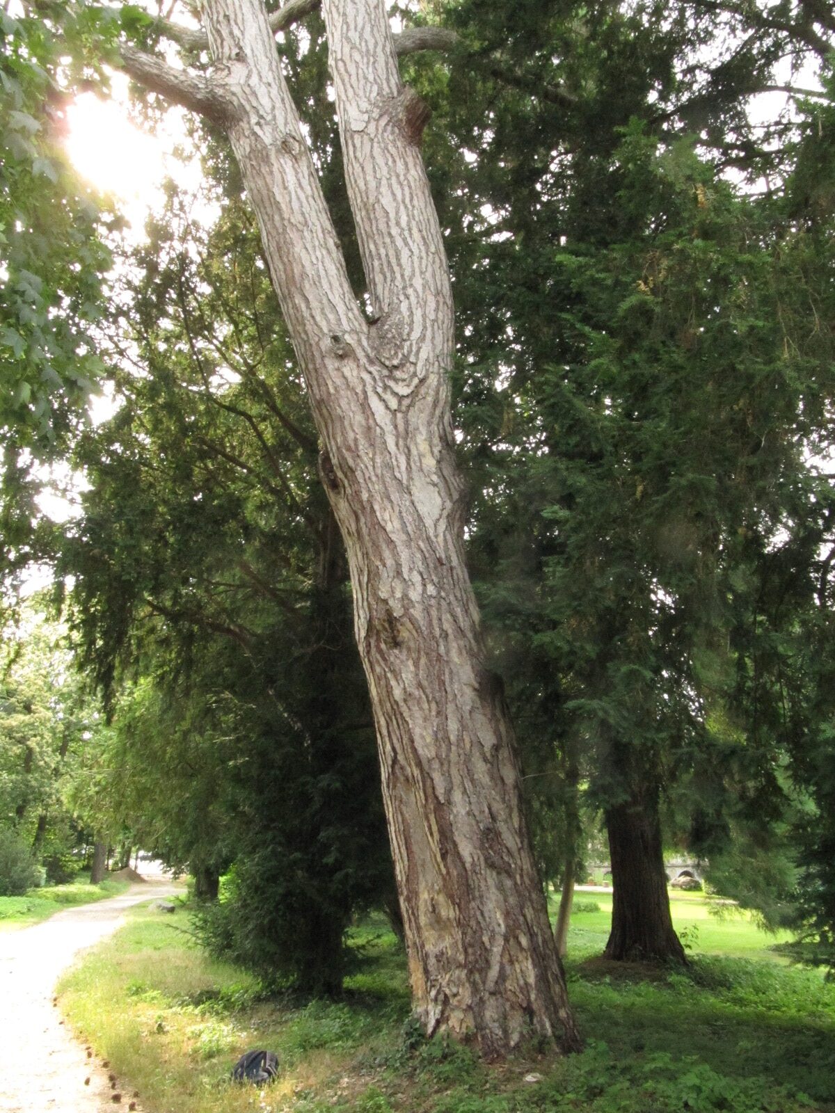 Pinus nigra - Paffendorf - Juni 2023