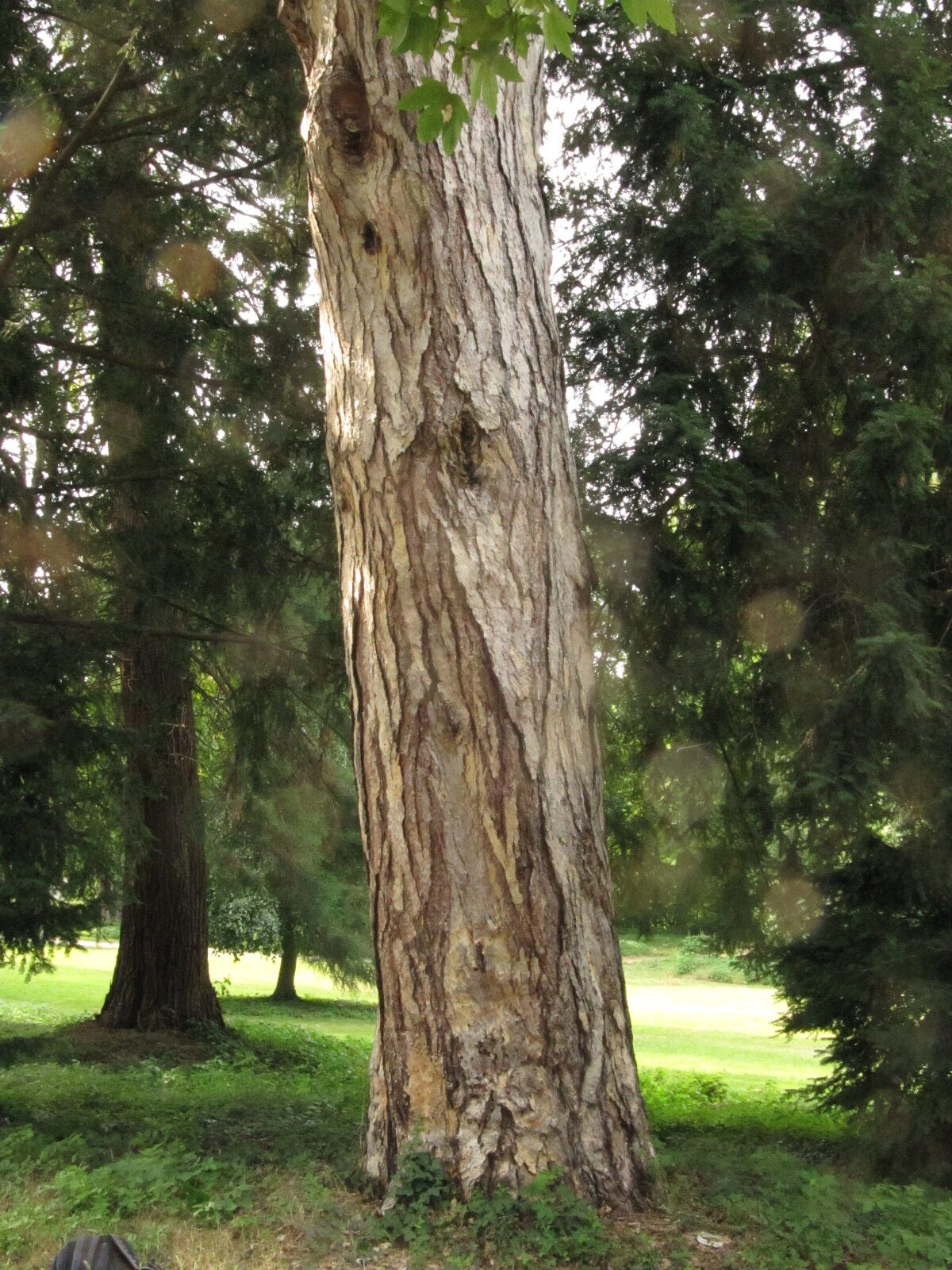 Pinus nigra - Paffendorf - Juni 2023