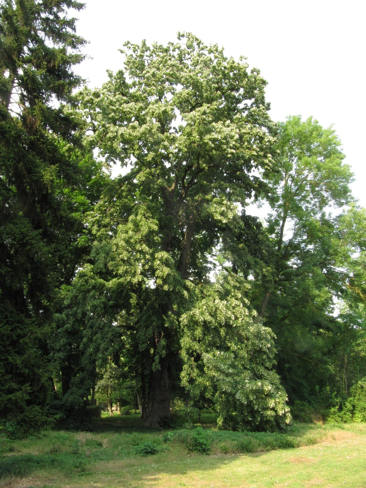 Tilia tomentosa 'Petiolaris'- Paffendorf - Juni 2023
