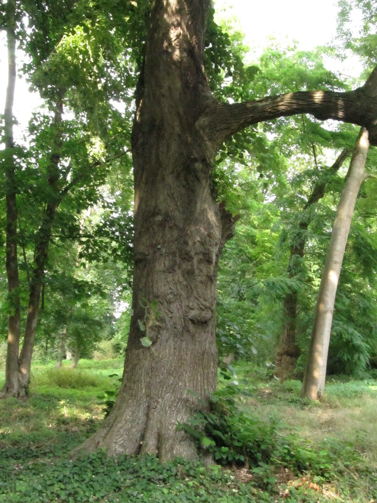 Tilia tomentosa 'Petiolaris' - Paffendorf - Juni 2023