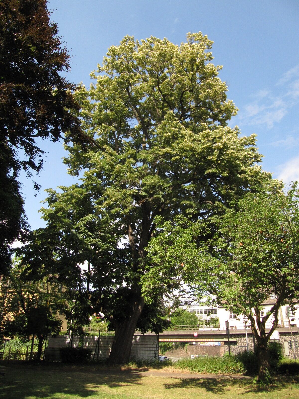 Tilia tomentosa - Linz - Juni 2023