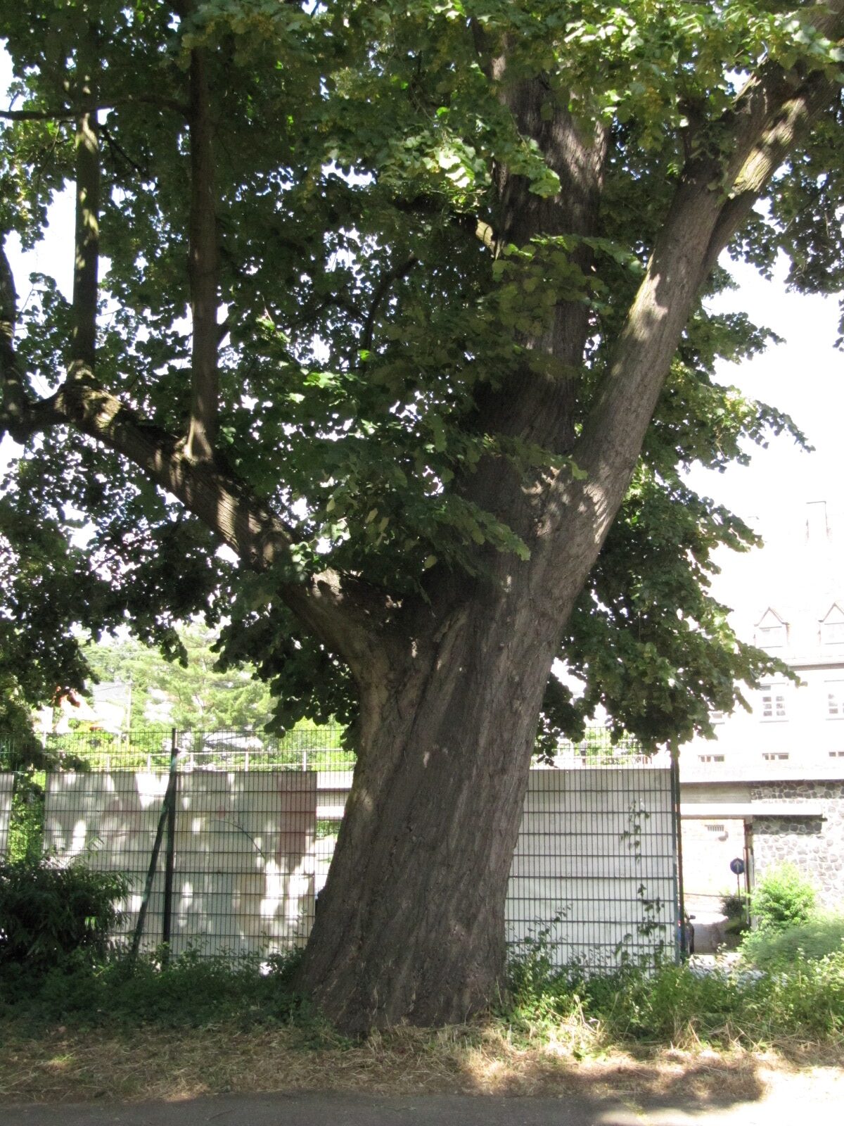 Tilia tomentosa - Linz - Juni 2023