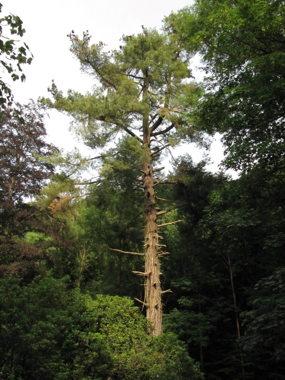 Pinus strobus - Linz Juni - 2023