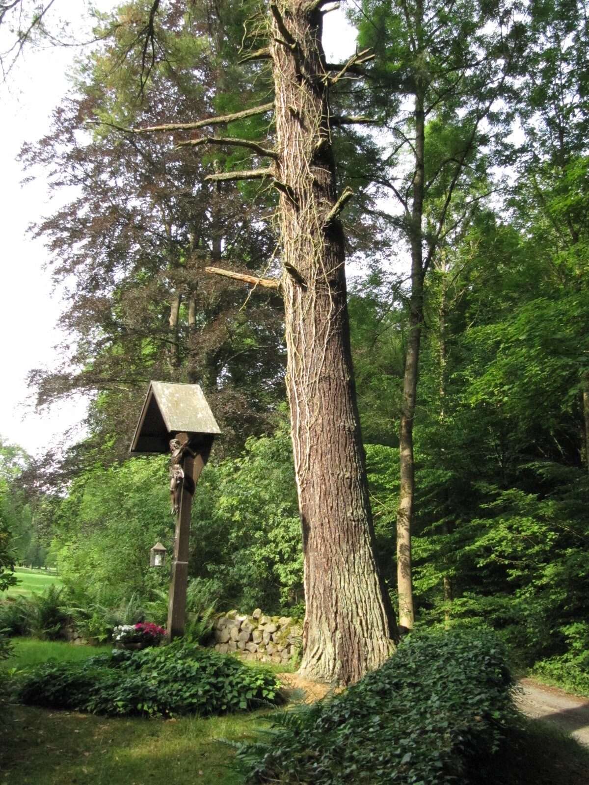 Pinus strobus - Linz Juni - 2023