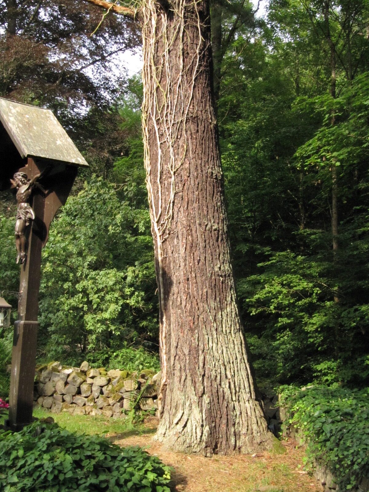 Pinus strobus - Linz Juni - 2023