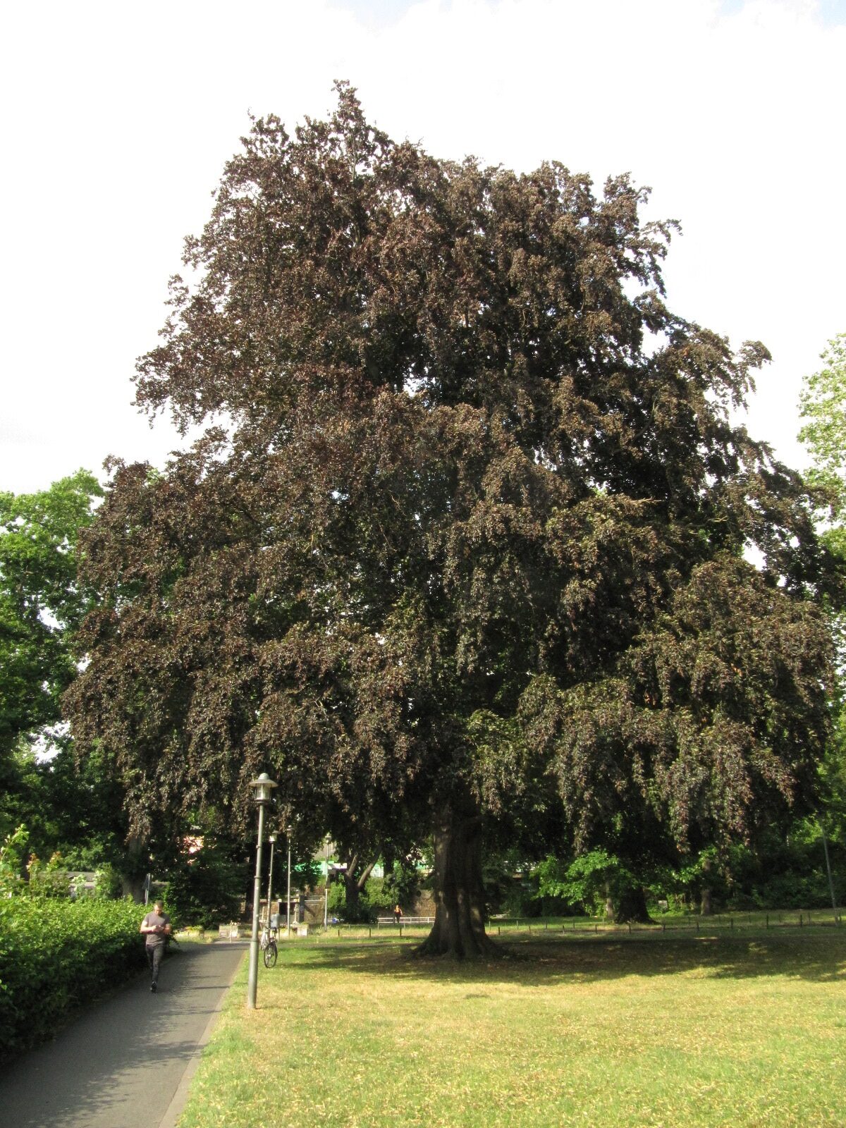 Fagus sylvatica 'Atropurpurea' - Brühl - Juli 2023