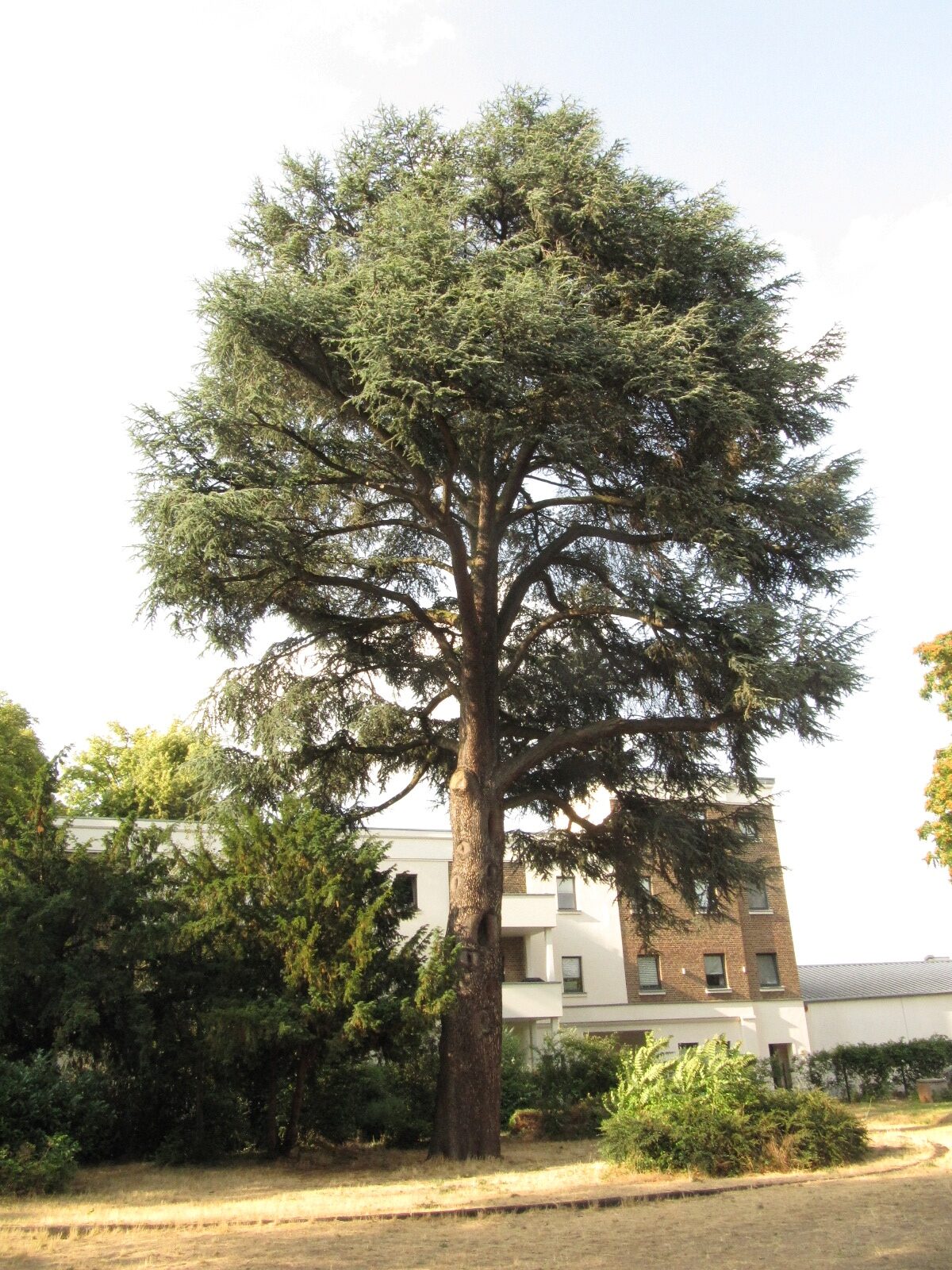 Cedrus atlantica 'Glauca' - Brühl - Juli 2023