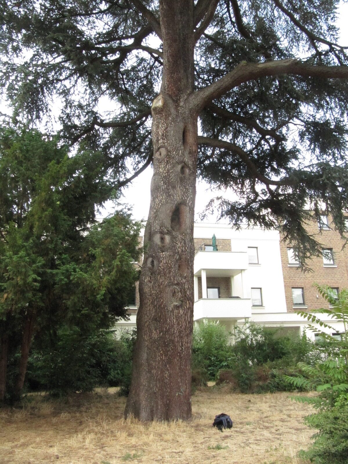 Cedrus atlantica 'Glauca' - Brühl - Juli 2023