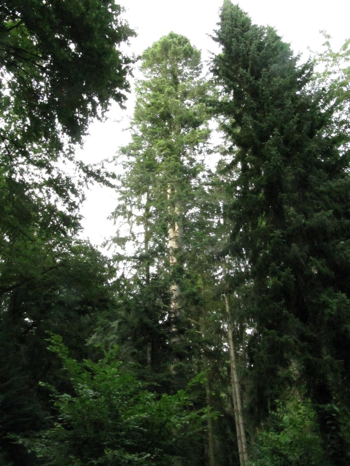 Abies grandis - Koblenzer Stadtwald - Juli 2023