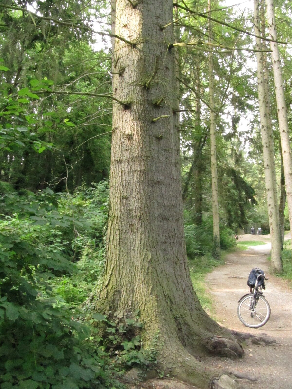 Abies grandis - Koblenzer Stadtwald - Juli 2023