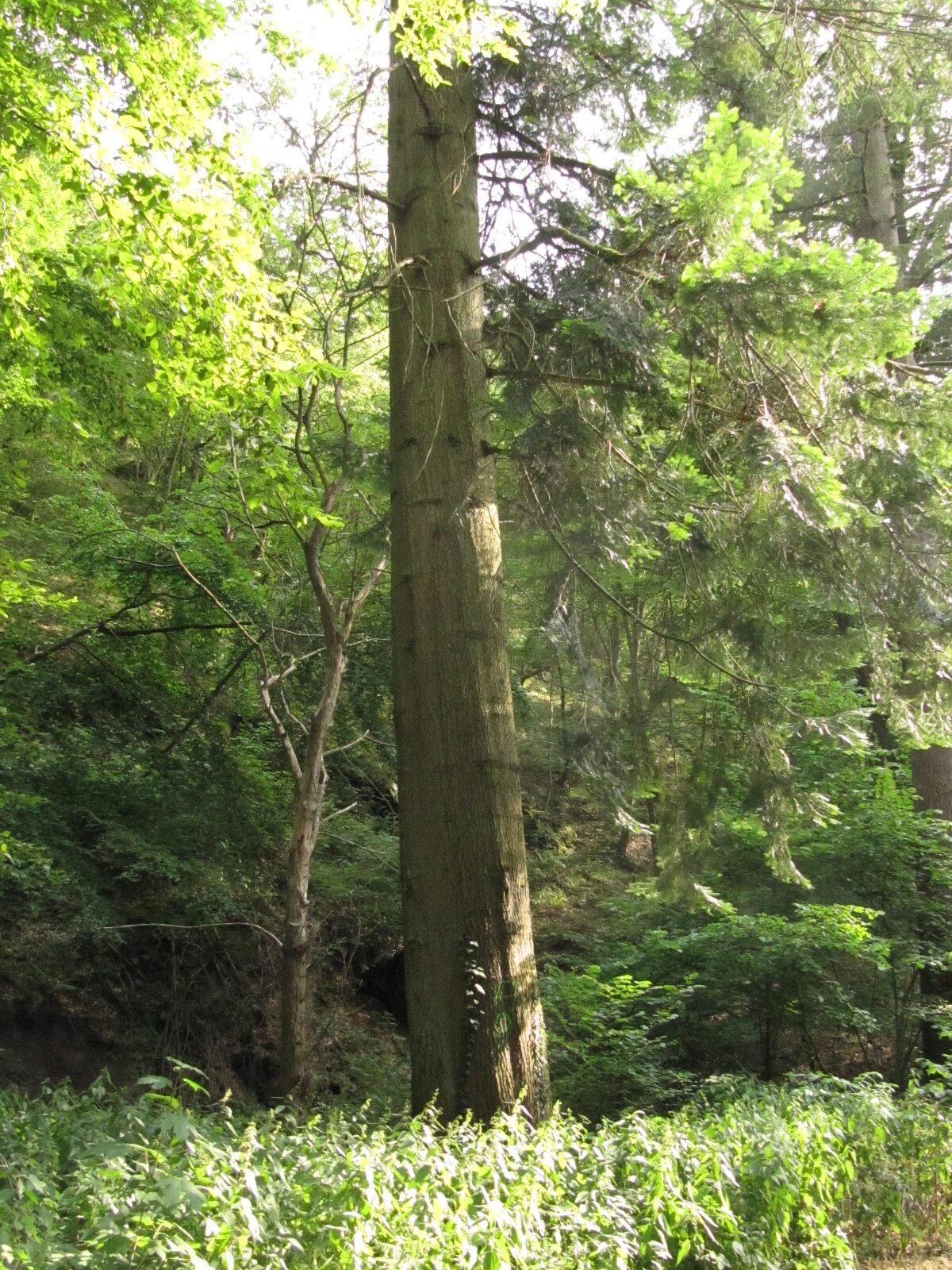 Abies grandis - Koblenzer Stadtwald - Juli 2023