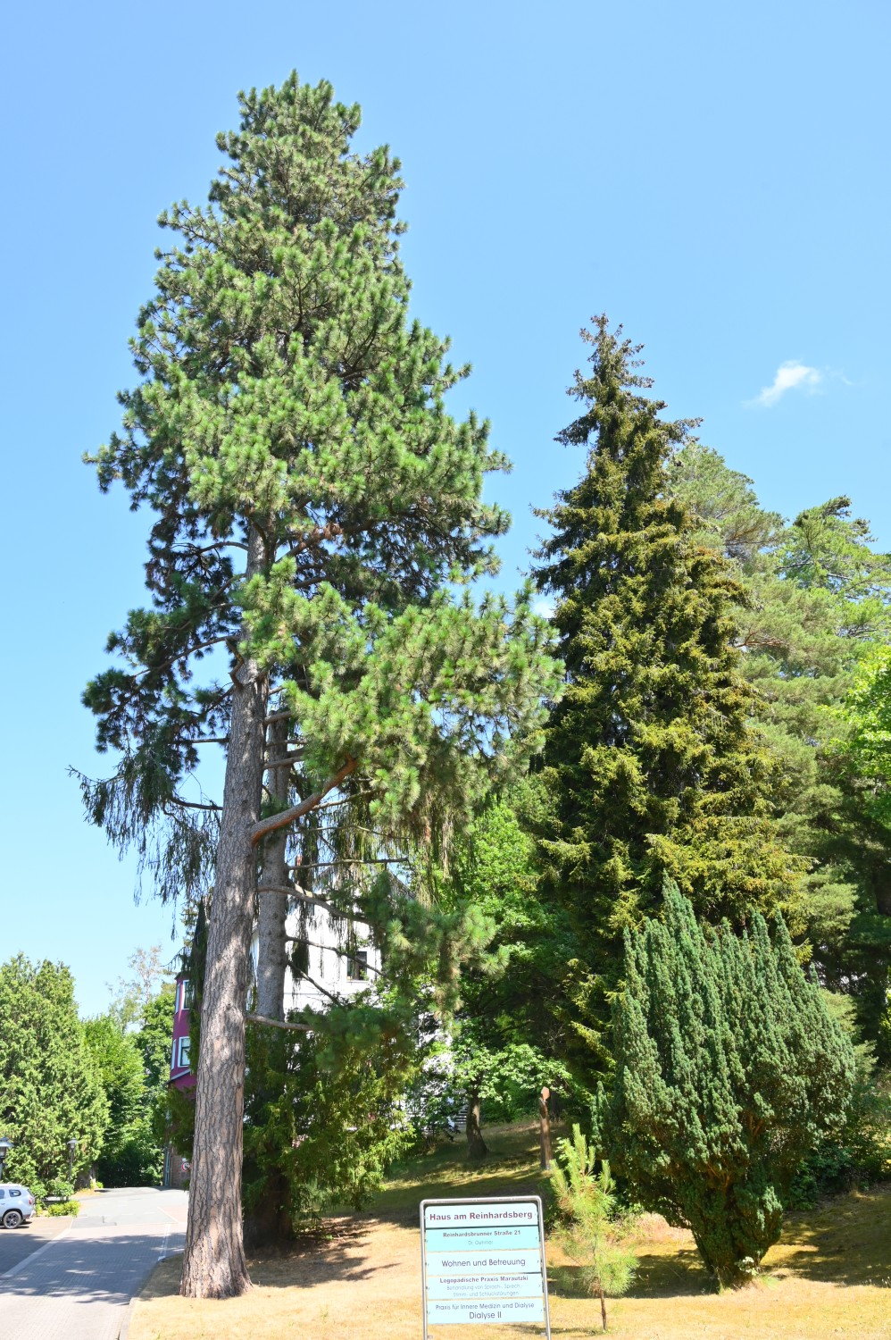 Pinus ponderosa