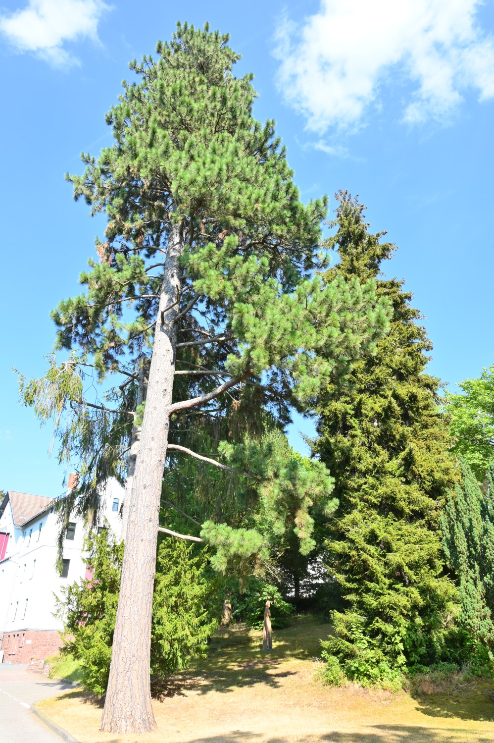 Pinus ponderosa - Friedrichroda, Dialysestation - 2022