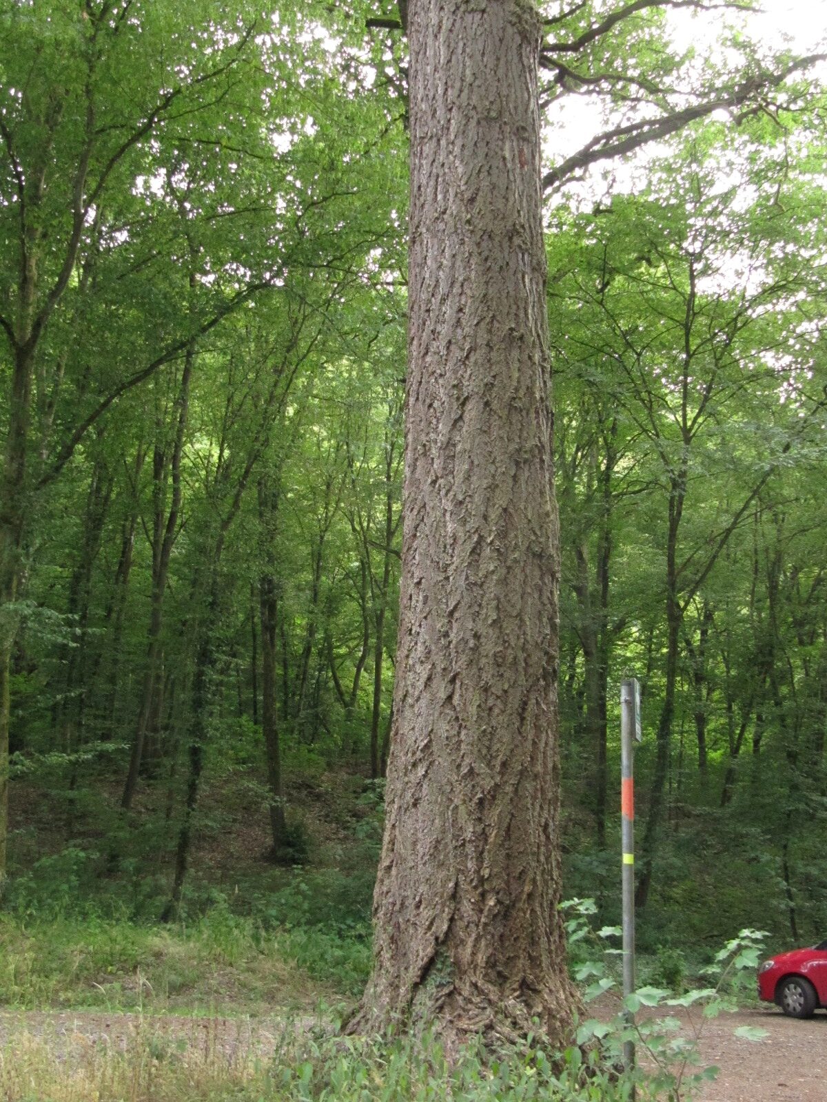 Pseudotsuga menziesii - Koblenzer Stadtwald - Juli 2023
