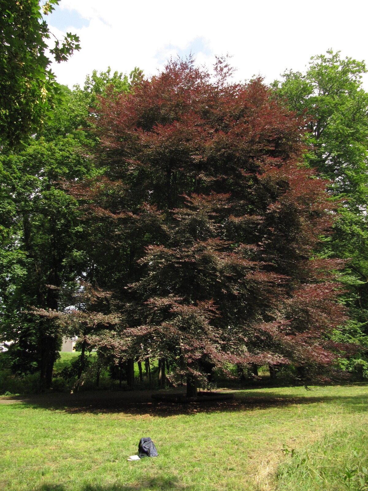 'Purpurea Tricolor' Fagus sylvatica