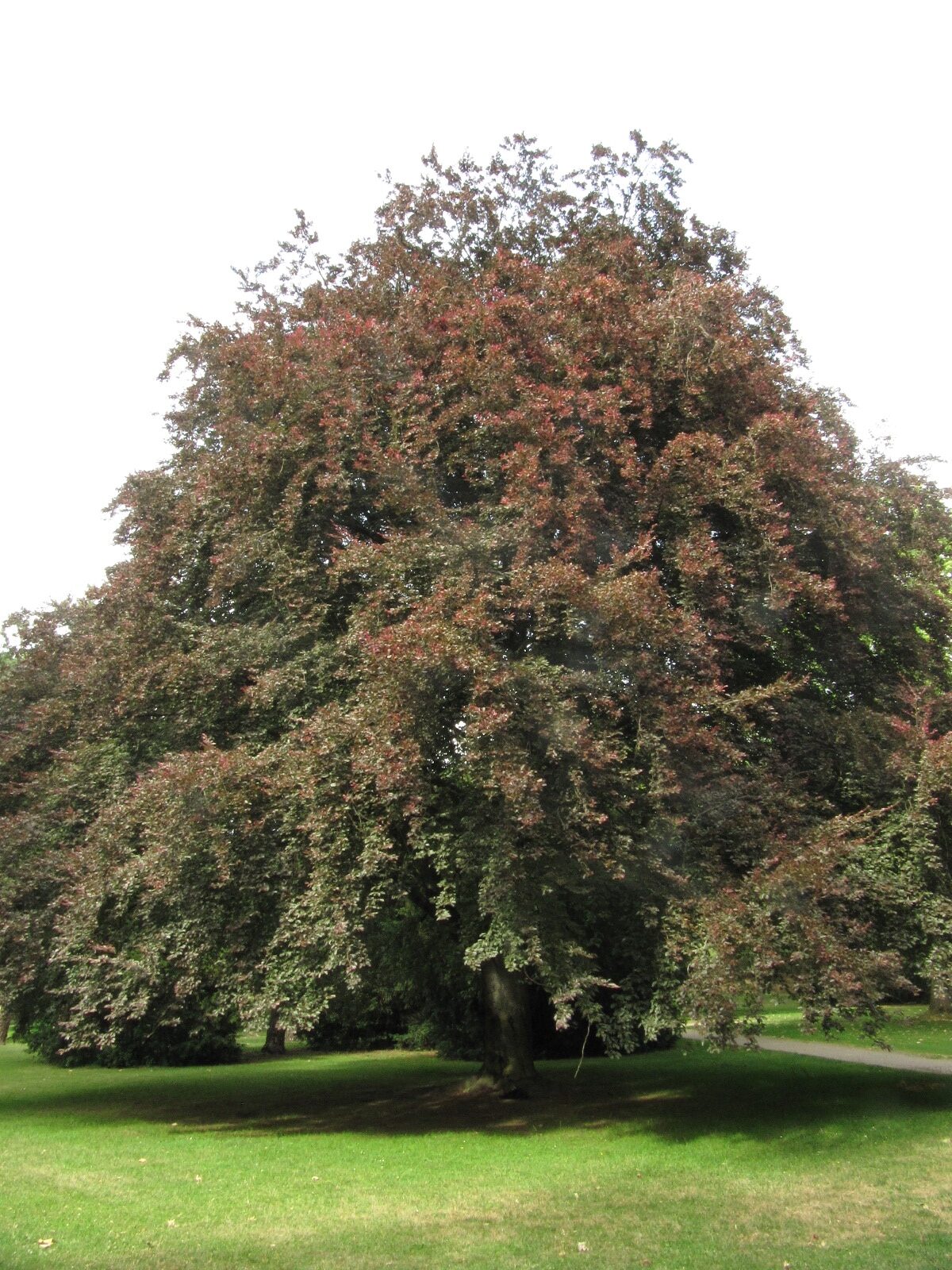 Fagus sylv. 'Pupurea Tricolor' - Koblenz-Lützel - Juni 2023