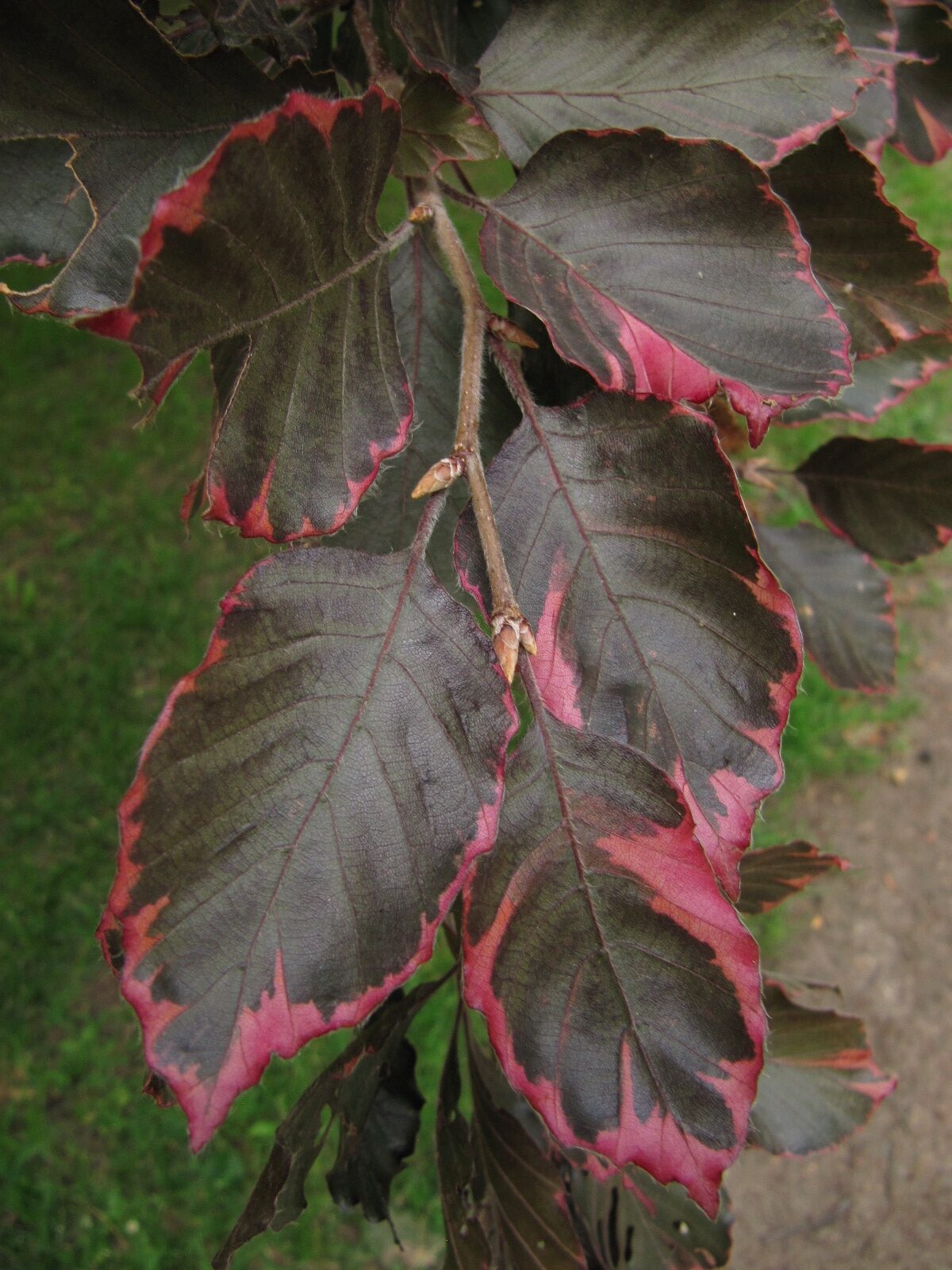 Fagus sylv. 'Pupurea Tricolor' - Koblenz-Lützel - Juni 2023