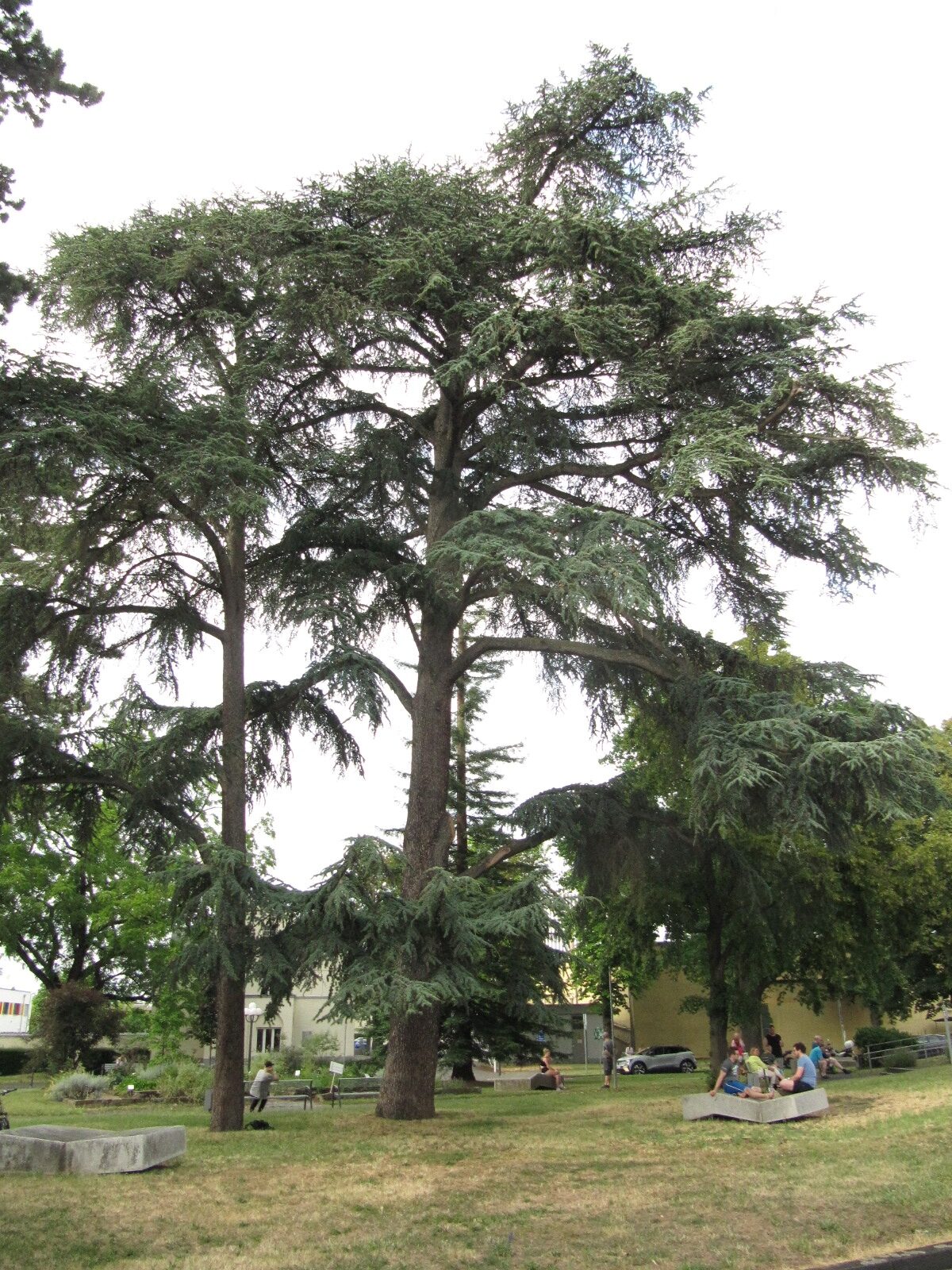 Cedrus atlantica 'Glauca' - Koblenz - Juni 2023