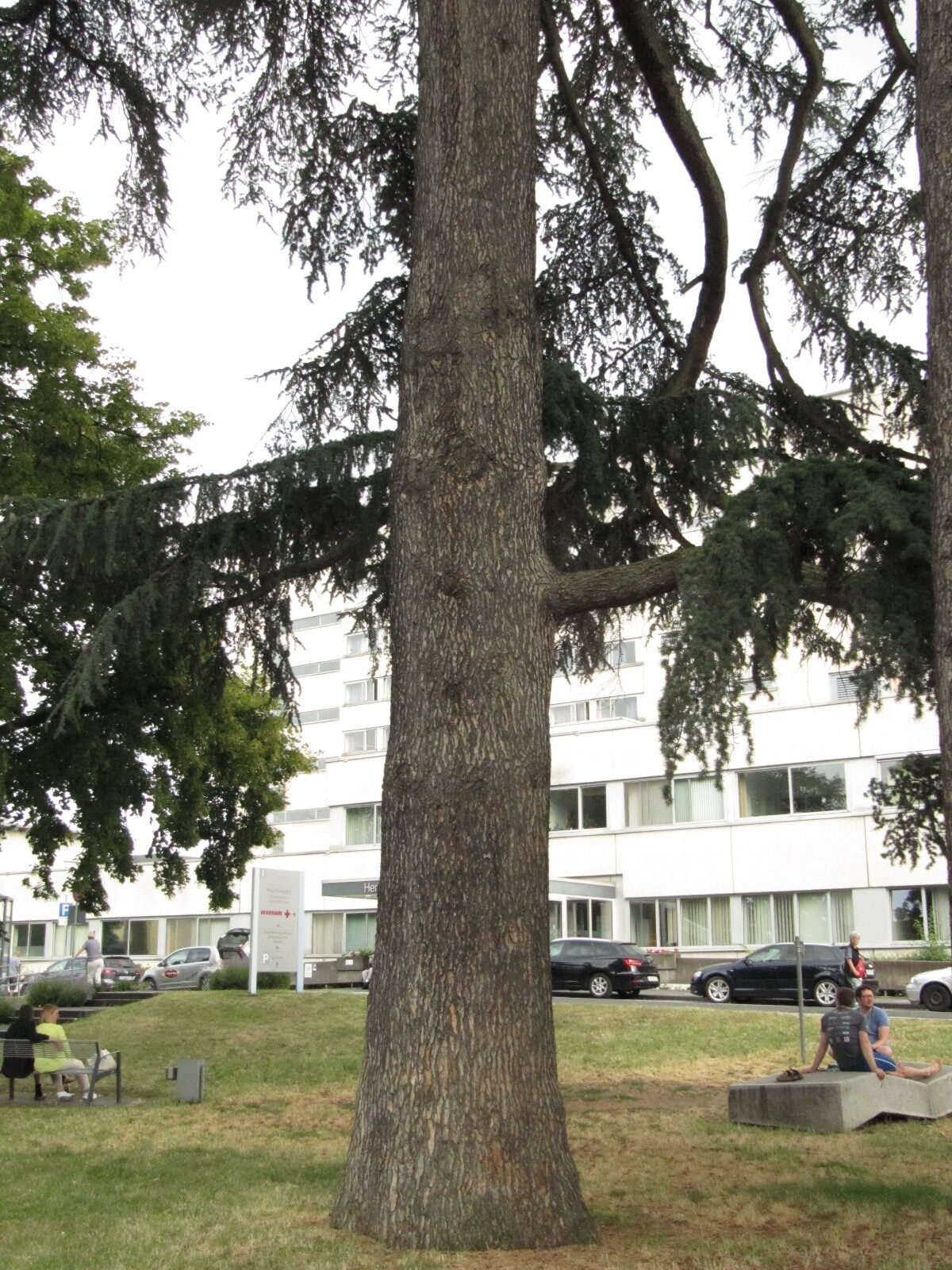 Cedrus atlantica 'Glauca' - Koblenz - Juni 2023