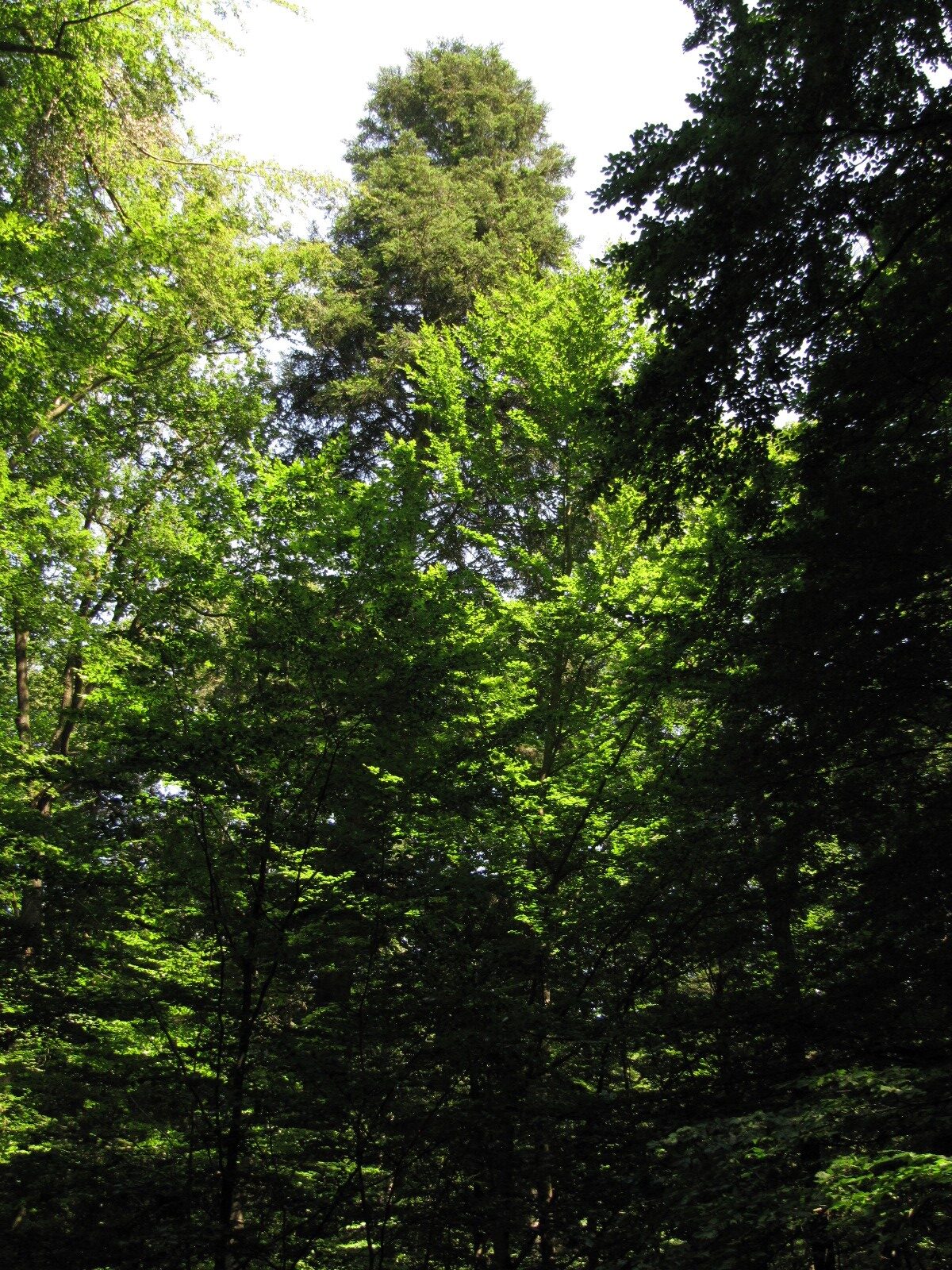 Abies alba - Stadtwald Bad Neuenahr - Juli 2023