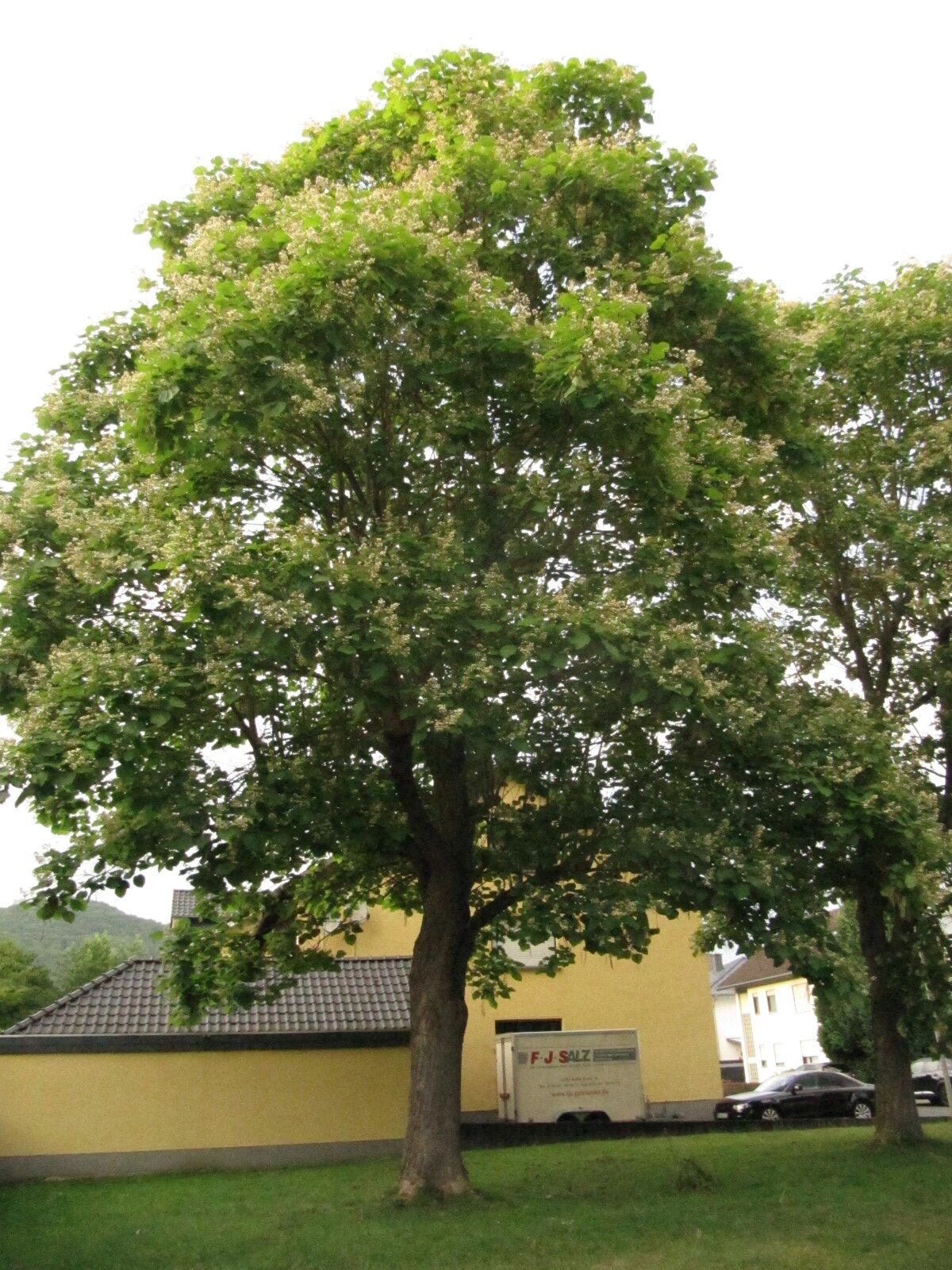 Catalpa ovata - Waldbreitbach - Juli 2023