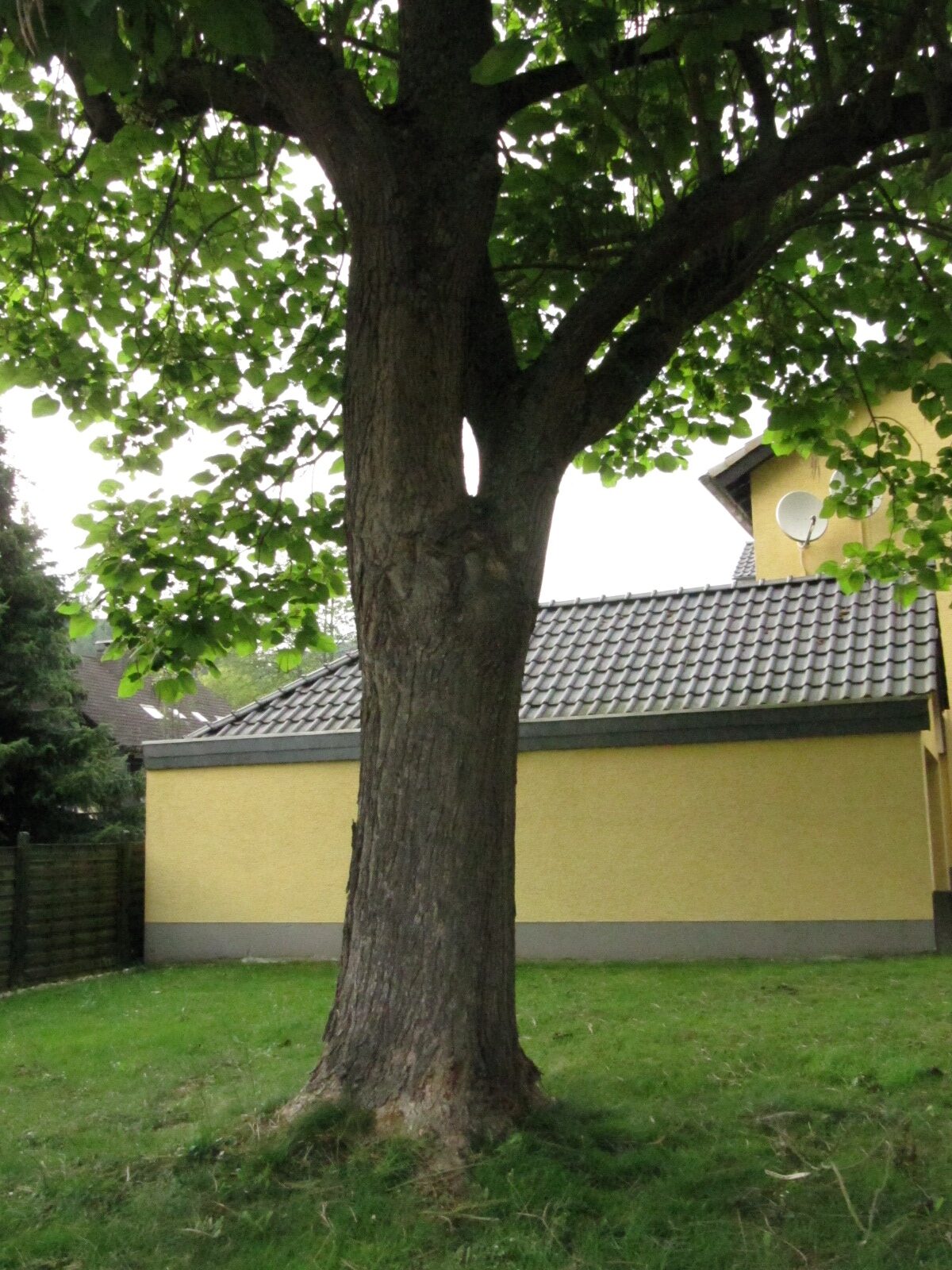Catalpa ovata - Waldbreitbach - Juli 2023