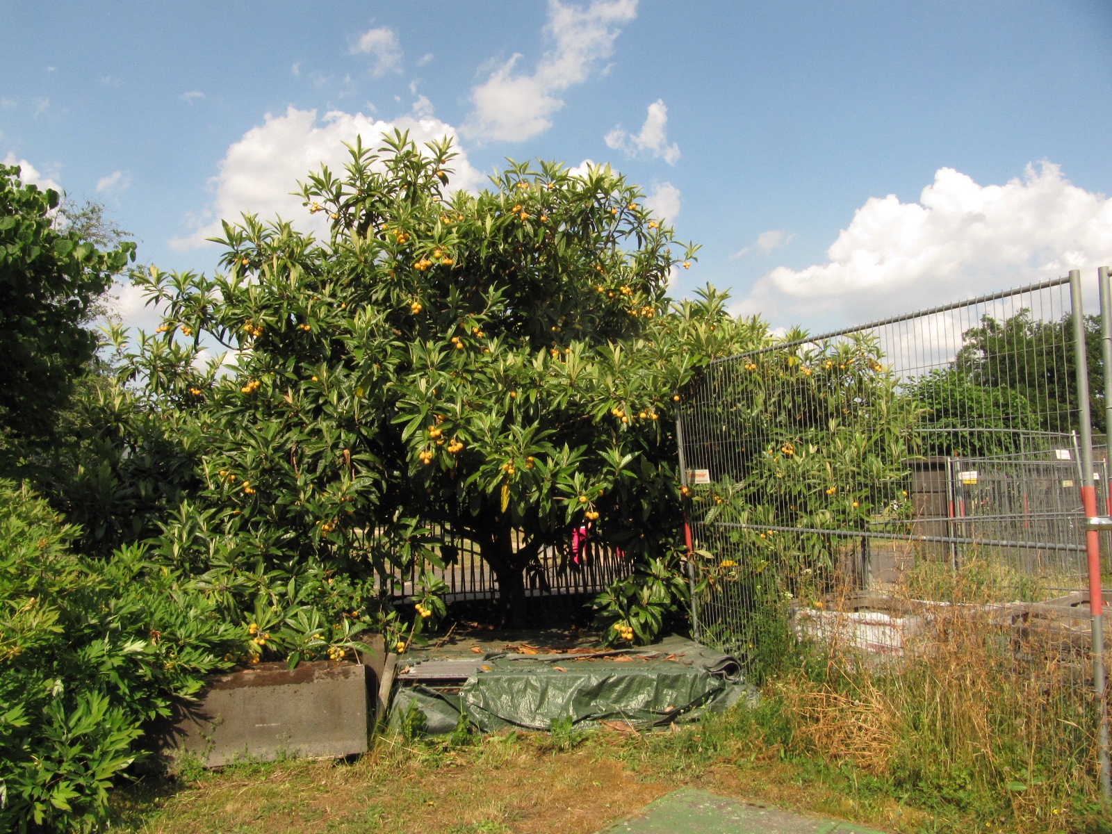 Eriobotrya japonica - Bonn - Juni 2023