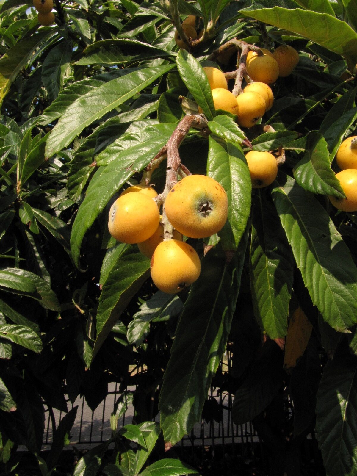 Eriobotrya japonica - Bonn - Juni 2023