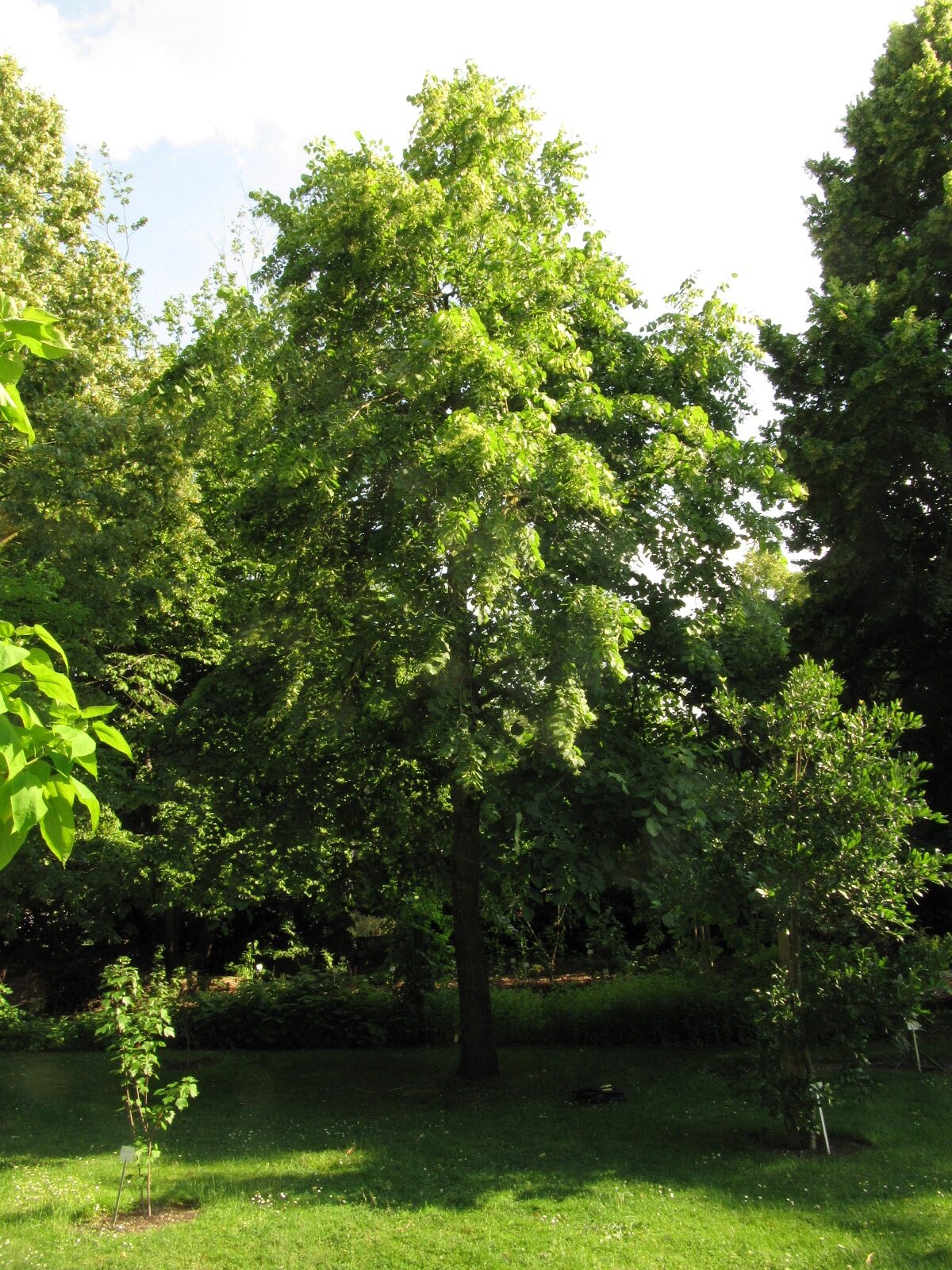 Tilia americana - Bonn - Juni 2023